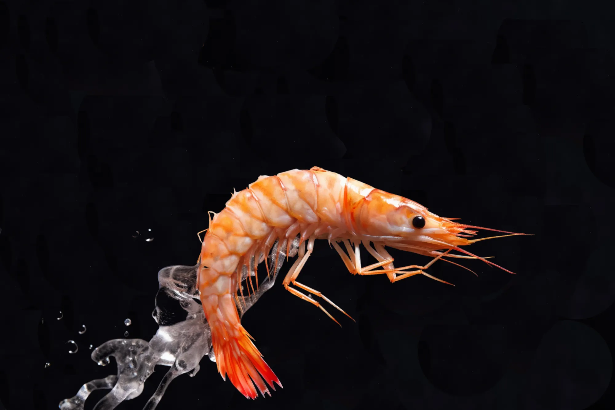shrimp-slider-dark-2--
