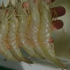 Five Nutritional Benefits of Shrimp