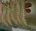 Five Nutritional Benefits of Shrimp