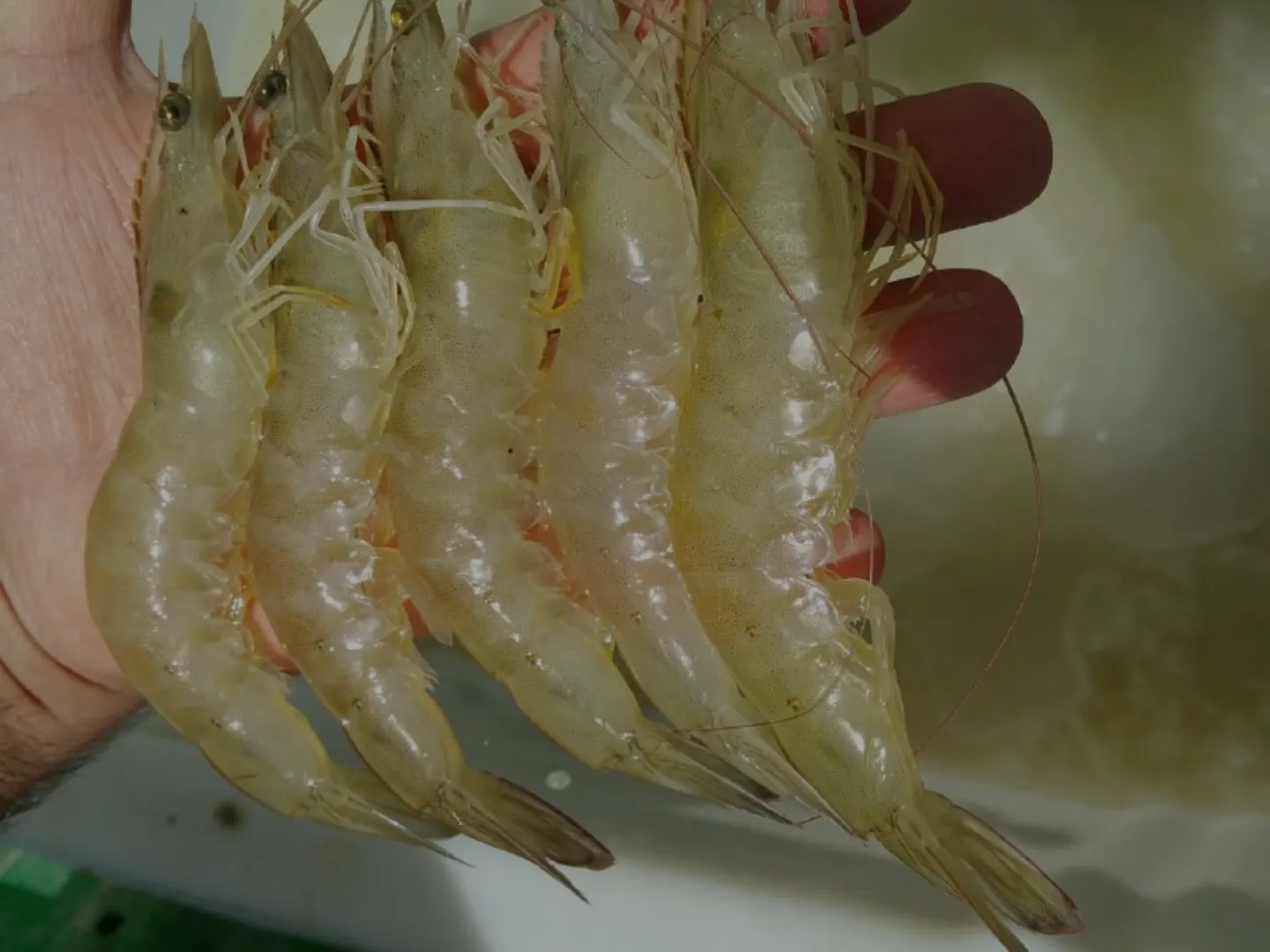 Five Nutritional Benefits of Shrimp